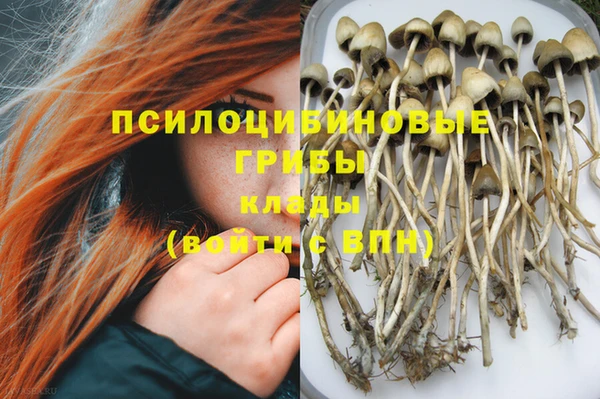 прущие грибы Магас